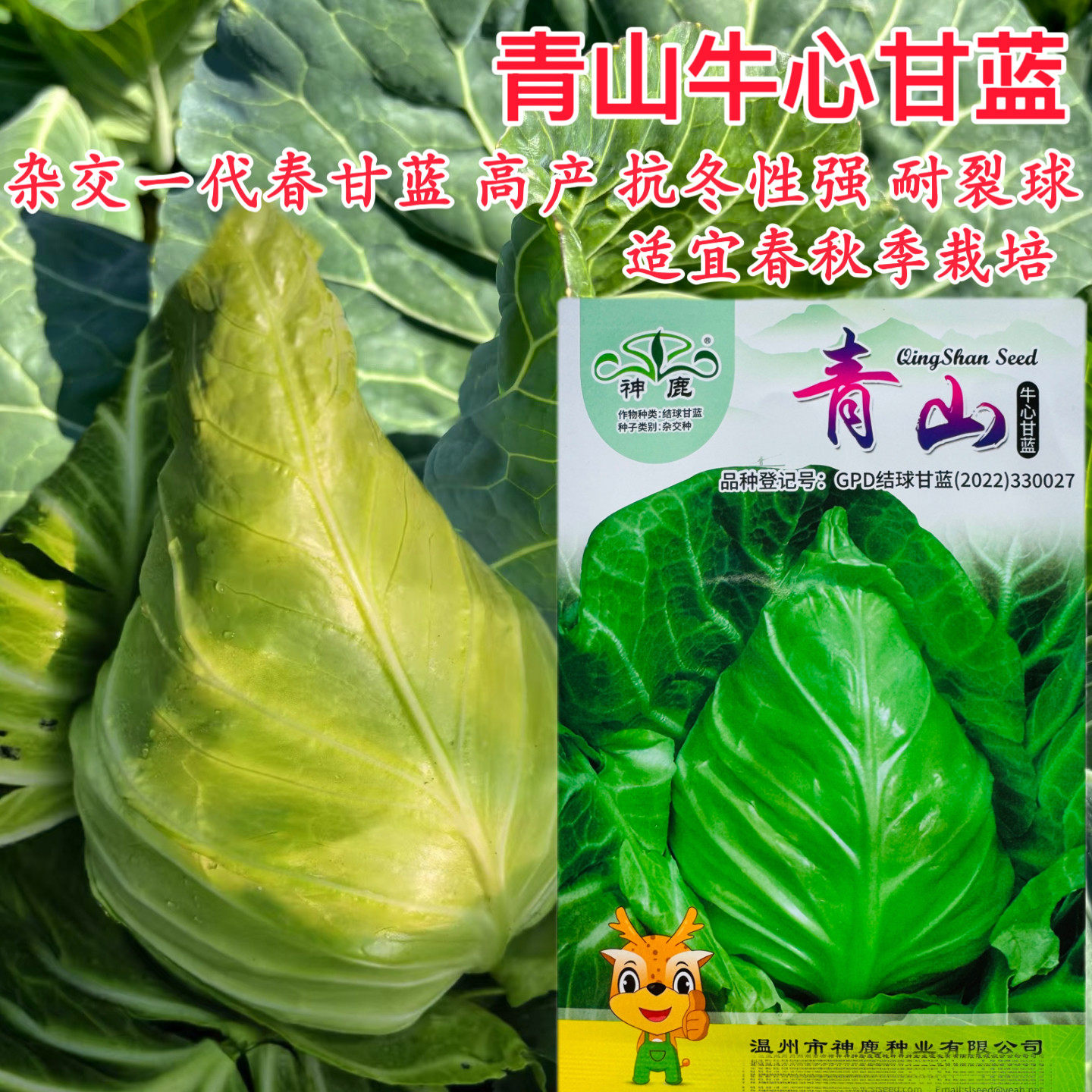 神鹿青山牛心甘蓝杂交种