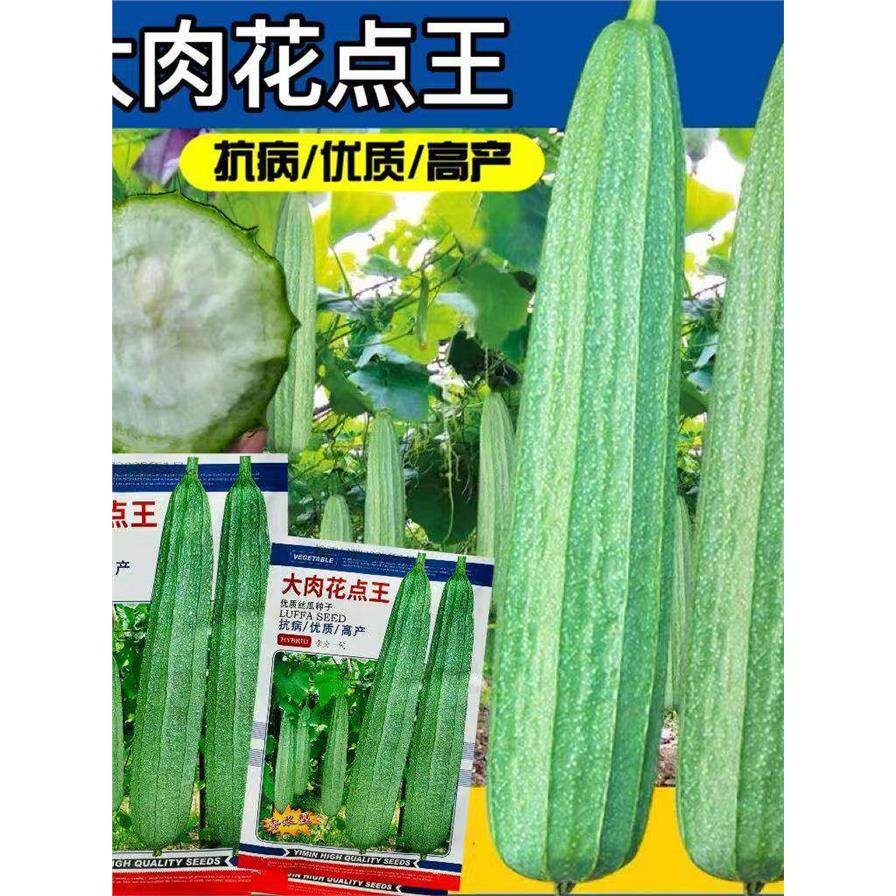 大肉花点王丝瓜种子优质