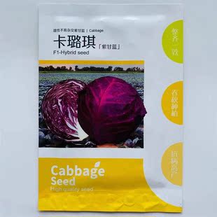 卡璐琪紫甘藍種子雄性不育雜交紫包菜籽卷心菜大頭包心菜種籽高產
