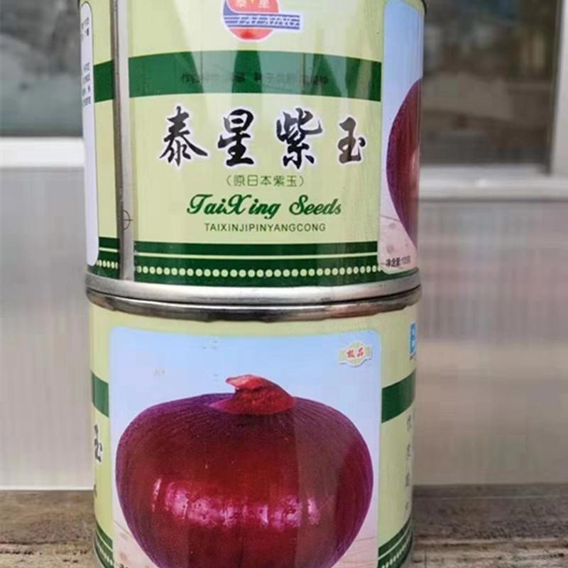 泰星紫玉红皮洋葱种子泰山紫冠红地球大圆葱葱头球葱种子盆栽四季