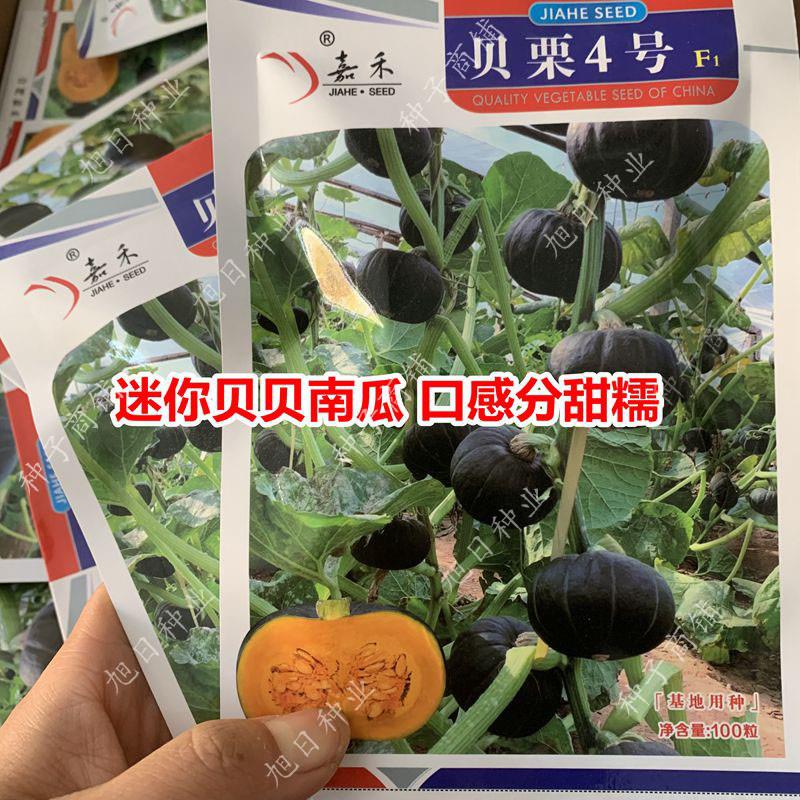 迷你贝贝南瓜种籽孑贝栗4号南瓜口感甜糯板栗味 春秋四季蔬菜种子