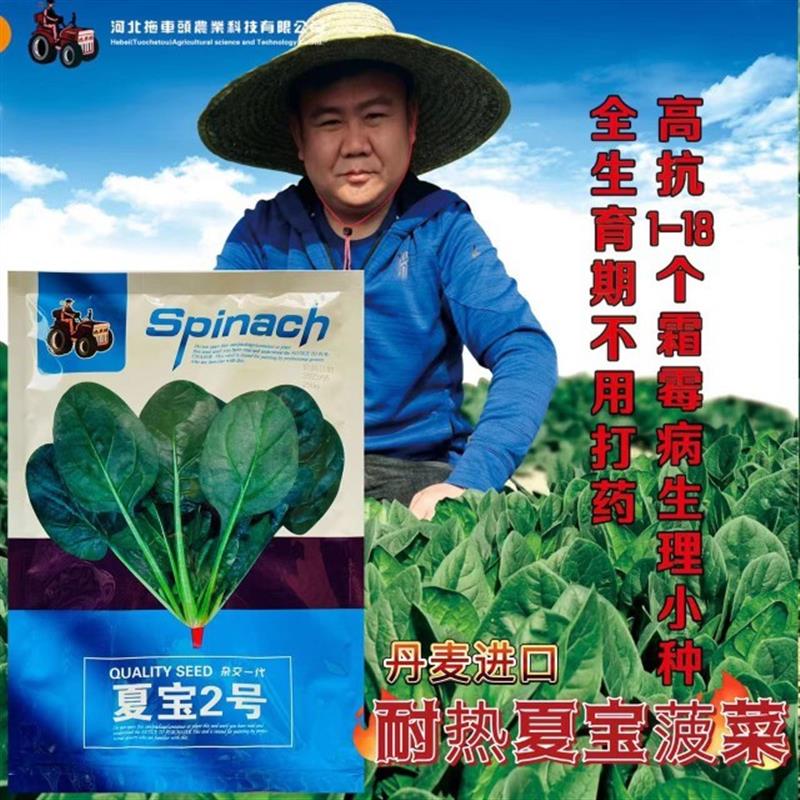 夏宝2号菠菜种子圆叶肉厚深绿色叶片叶片平展抗热耐抽薹夏季种植