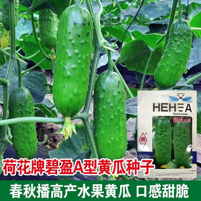 碧盈A型黄瓜种子春秋旱黄瓜籽种水果小黄瓜翠绿瓤高产蔬菜种孑