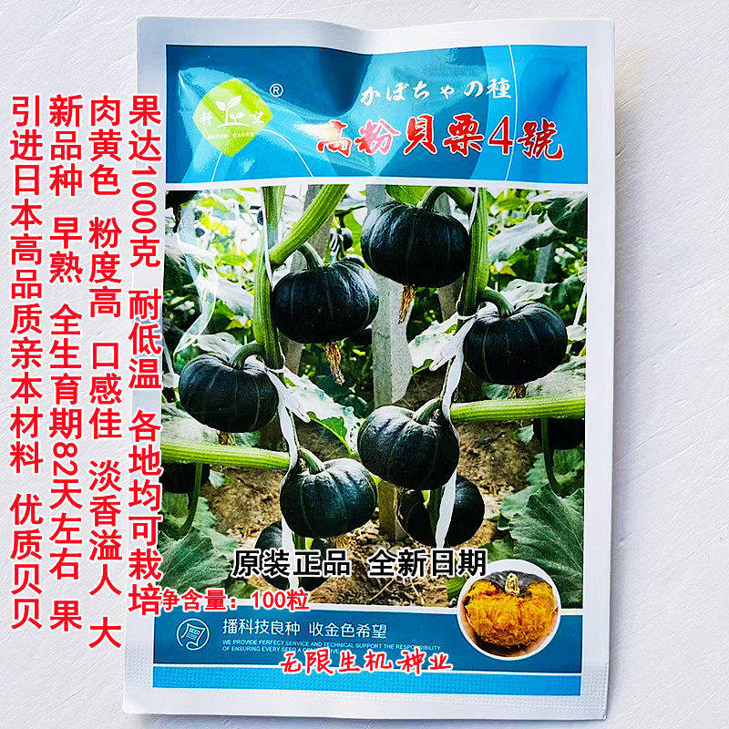 大黑贝贝小南瓜种子日本