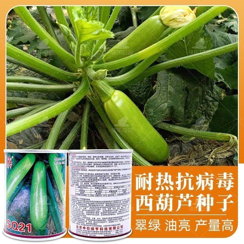 绿亨西葫芦种子高产早熟阳台盆栽菜籽北瓜种子抗病耐热小南瓜种子图片