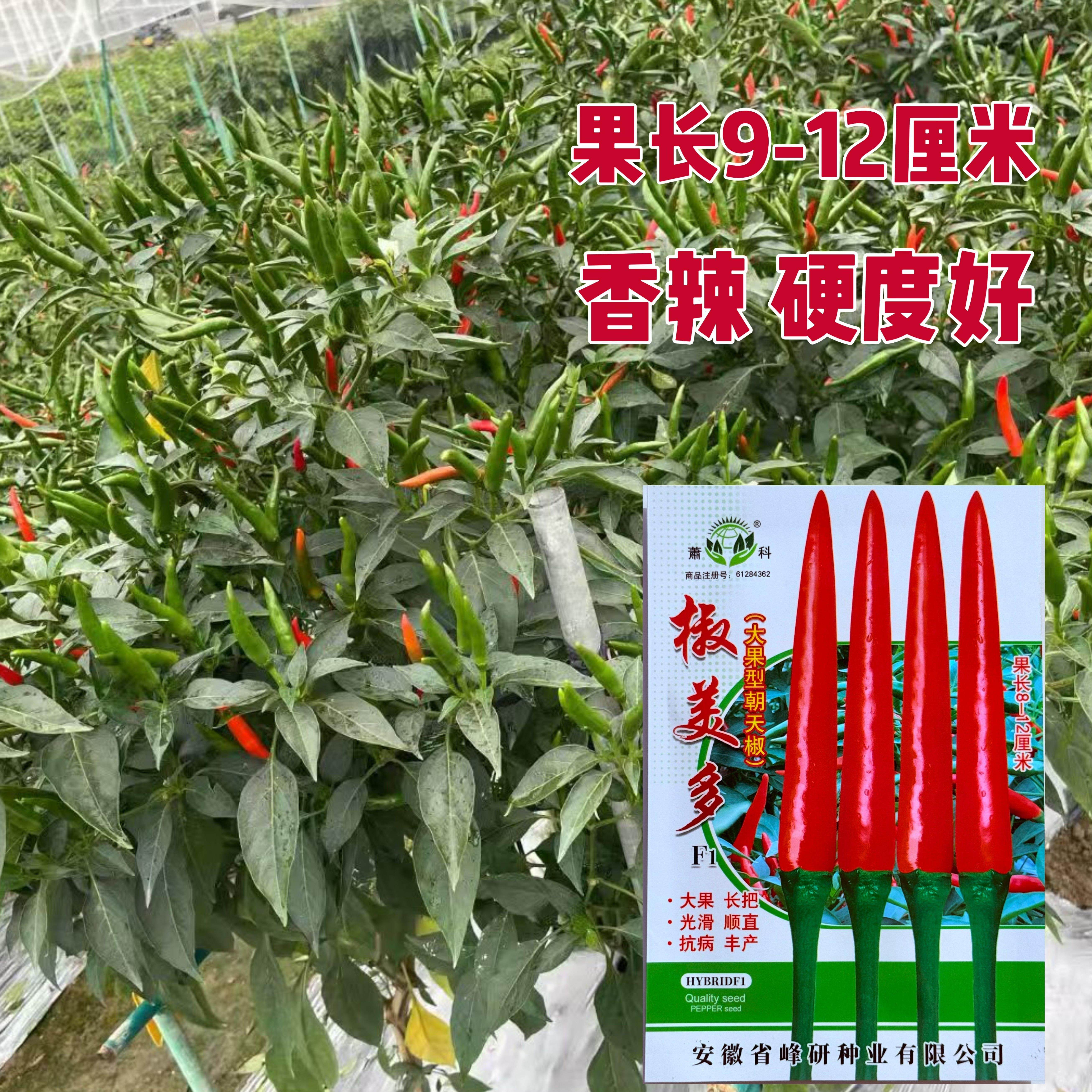 椒多美大果朝天椒种子中