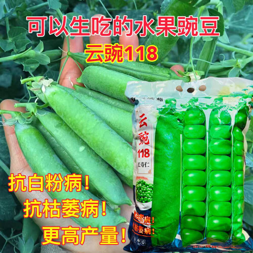 云豌118长寿仁豌豆种子白