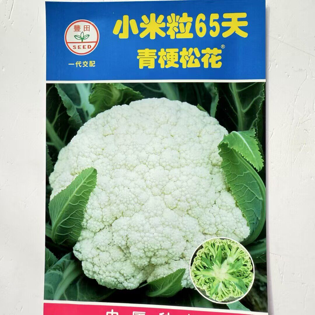 小米粒65天青梗松花菜种