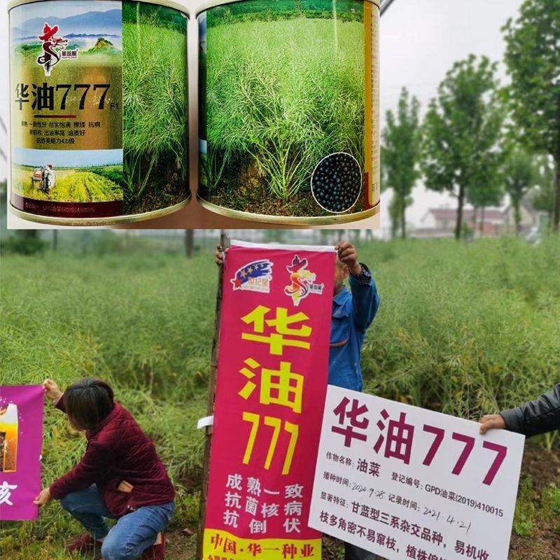 油菜籽华油777易机收抗菌核病抗倒伏高出油早熟非转基因油菜品种