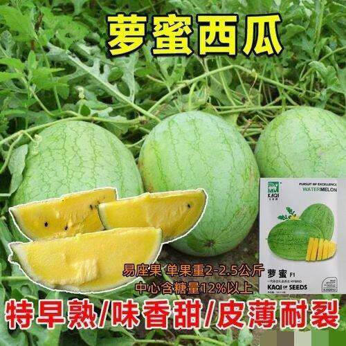 西瓜种子萝蜜花皮黄肉黄