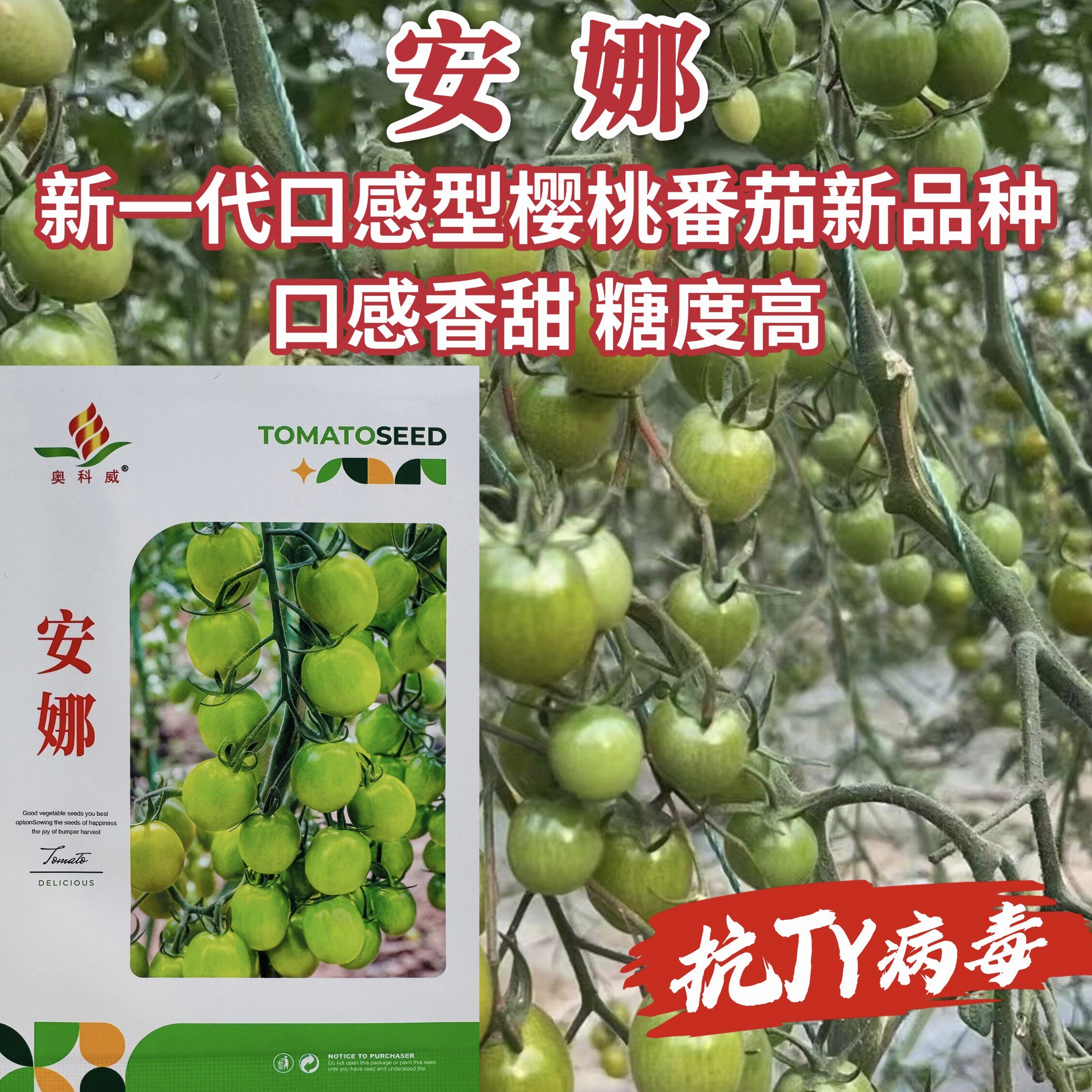 安娜樱桃番茄种子小青柿图片