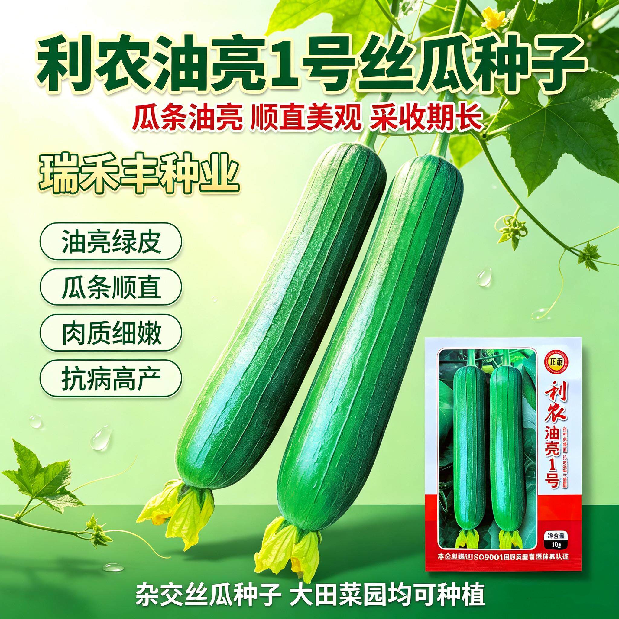 利农油亮1号丝瓜种子中熟