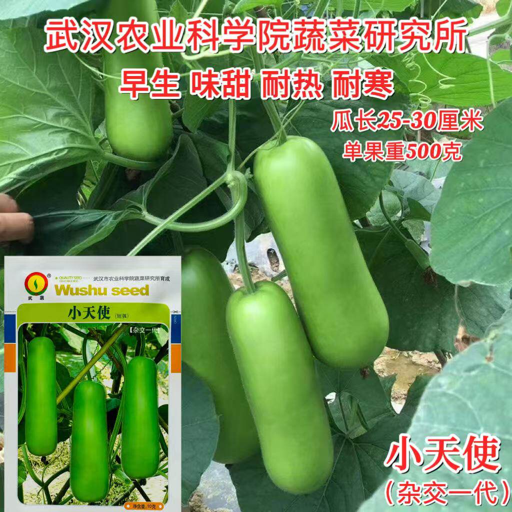 小天使短棒瓠子种瓜种孑