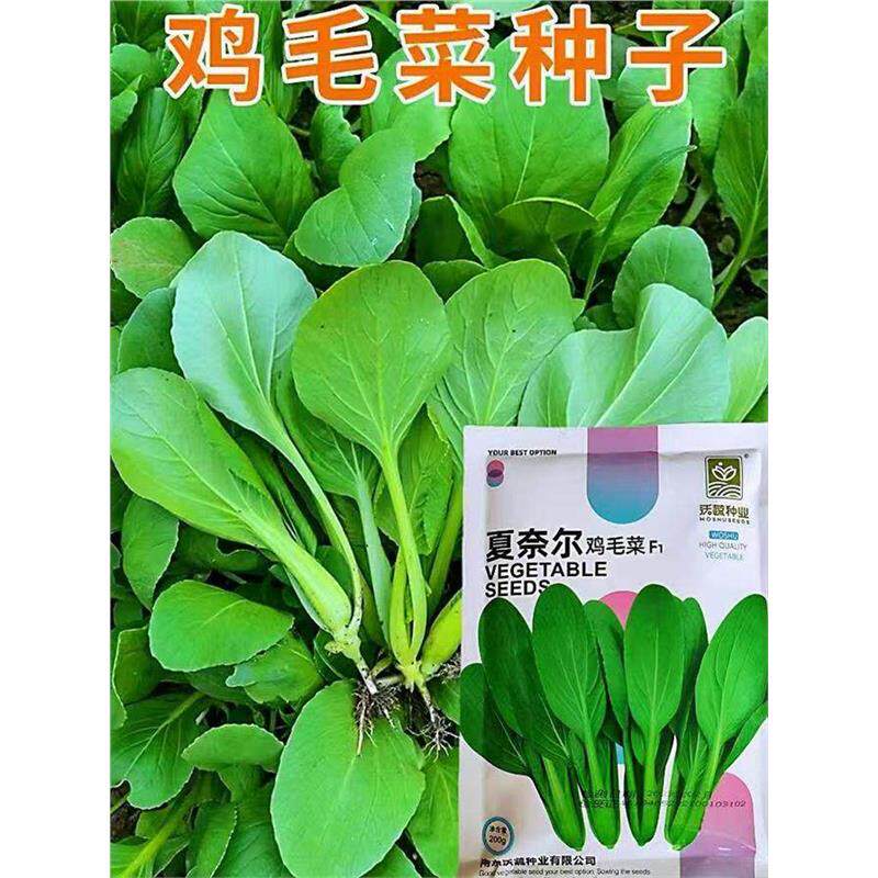 夏奈尔鸡毛菜杂交高产抗