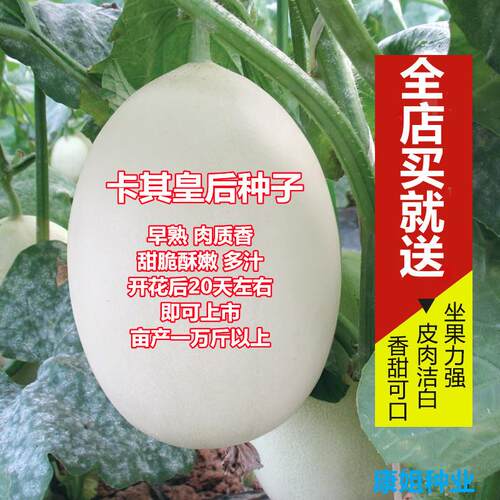 卡其皇后甜瓜种子白皮香瓜种孑甜掉牙早熟超甜农家大田四季蔬菜籽