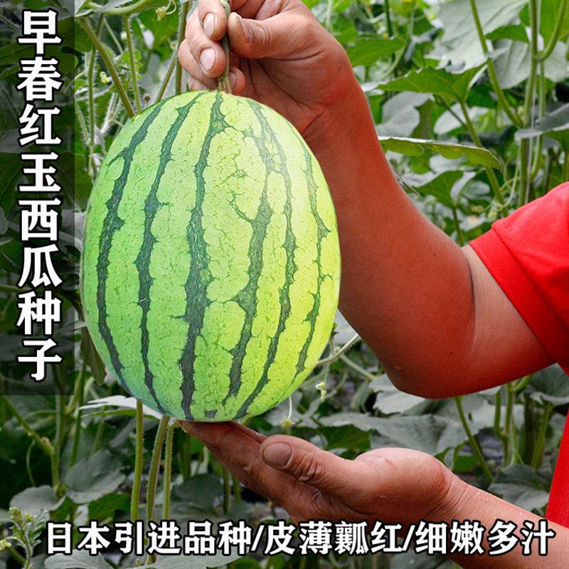 早春红玉西瓜种子高产甜早熟皮薄蔬菜种孑农家四季播小西瓜种子