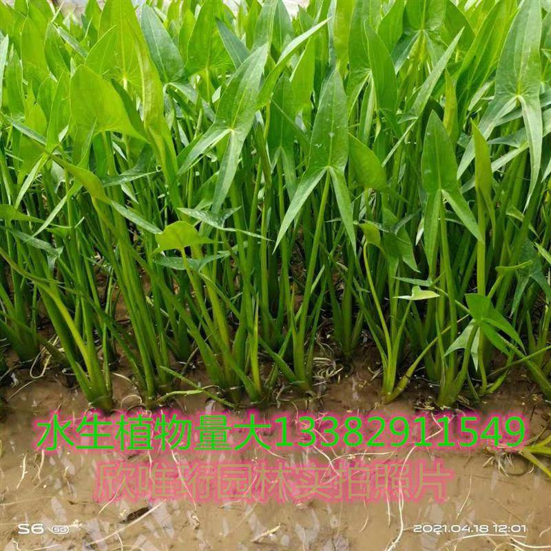 水生植物慈姑苗茨菇种球 慈姑草水培花卉净化水面燕尾草包邮,鲜花速递/花卉仿真/绿植园艺,绿植,淘宝优惠券,粉丝福利购,淘宝优惠卷
