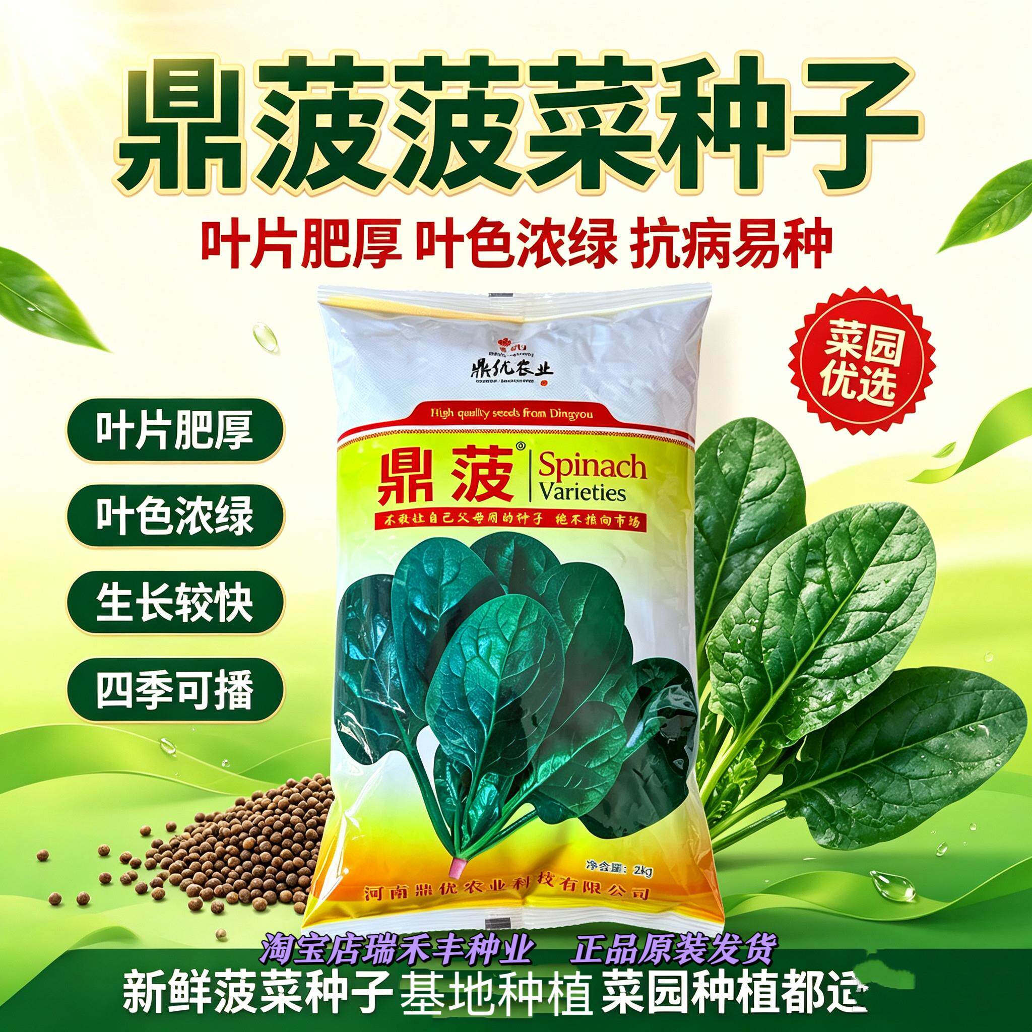 鼎菠菠菜种子高产抗病耐