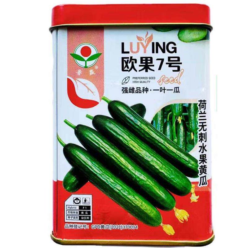欧果7号水果黄瓜种子荷兰