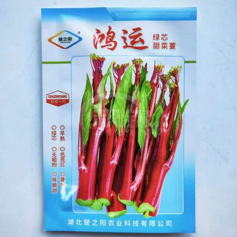 鸿运绿芯红甜菜薹种籽早熟高产蔬菜籽无苦味无蜡粉紫菜芯菜苔种子