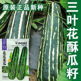 花皮菜瓜甜瓜种子超甜薄皮酥香脆爽多汁甜掉牙四季播盆栽水果种籽
