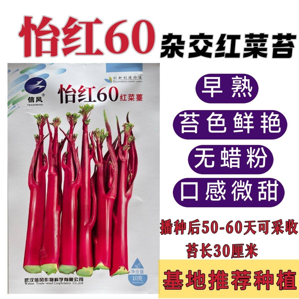 湖北怡红60红菜苔早熟杂