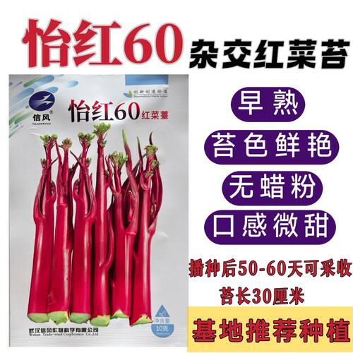 湖北怡红60红菜苔早熟杂