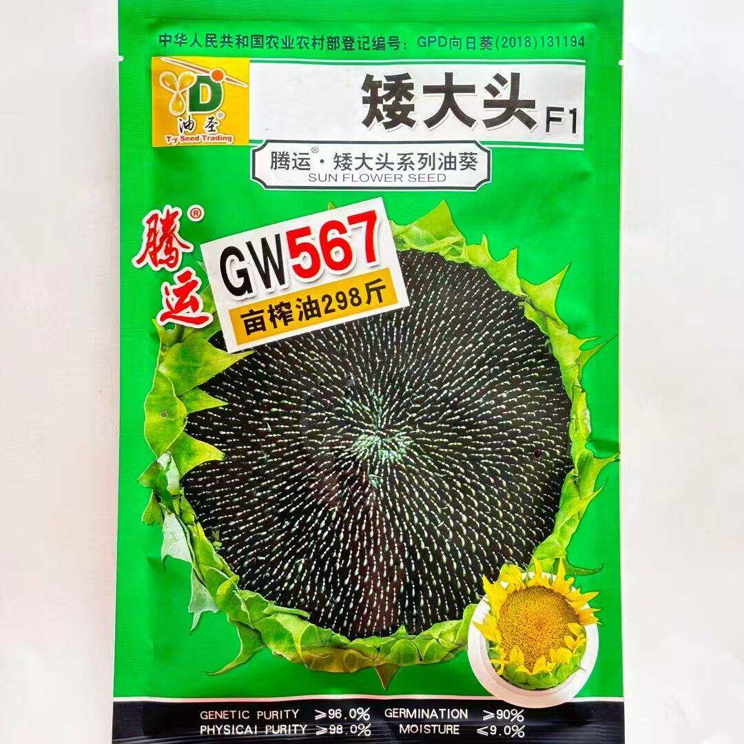 矮大头GW567油葵种子榨油