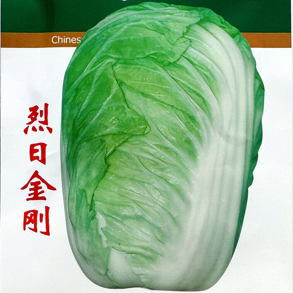 烈日金刚夏季大白菜种子
