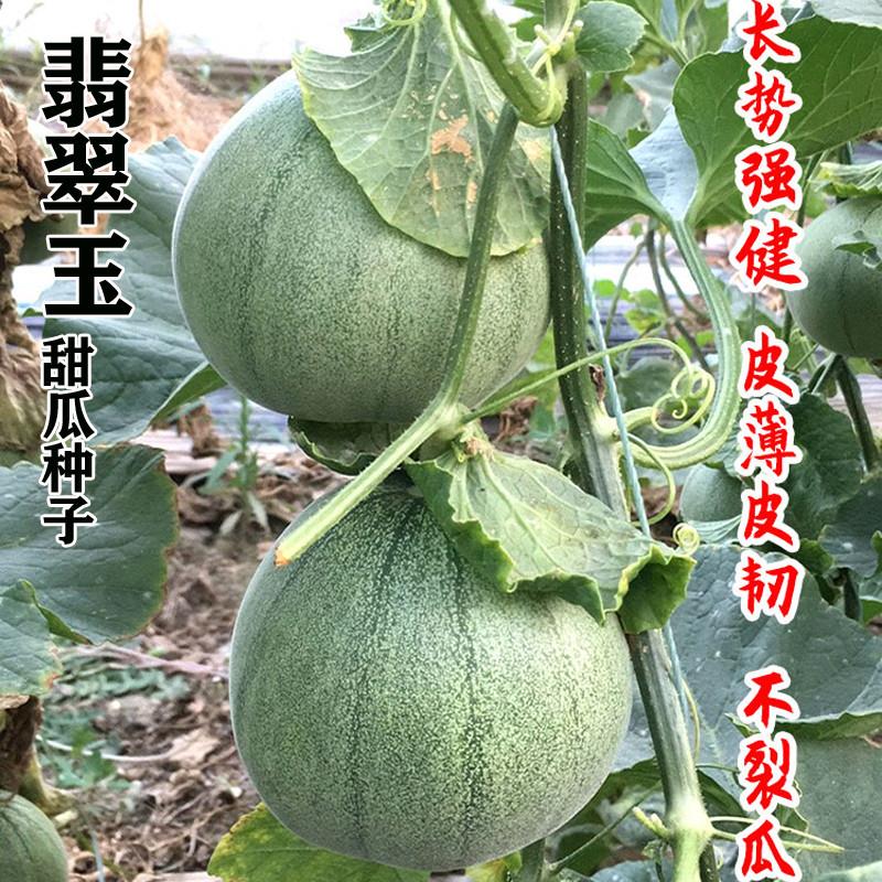 翡翠玉甜瓜种子绿宝石香瓜种子薄皮超甜四季脆瓜早熟高产香瓜籽