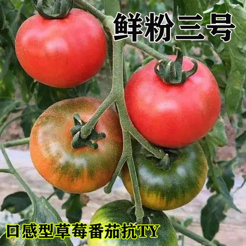 草莓番茄种子鲜粉三号种苗柿子抗TY西红柿蔬菜四季番茄种籽季种孑