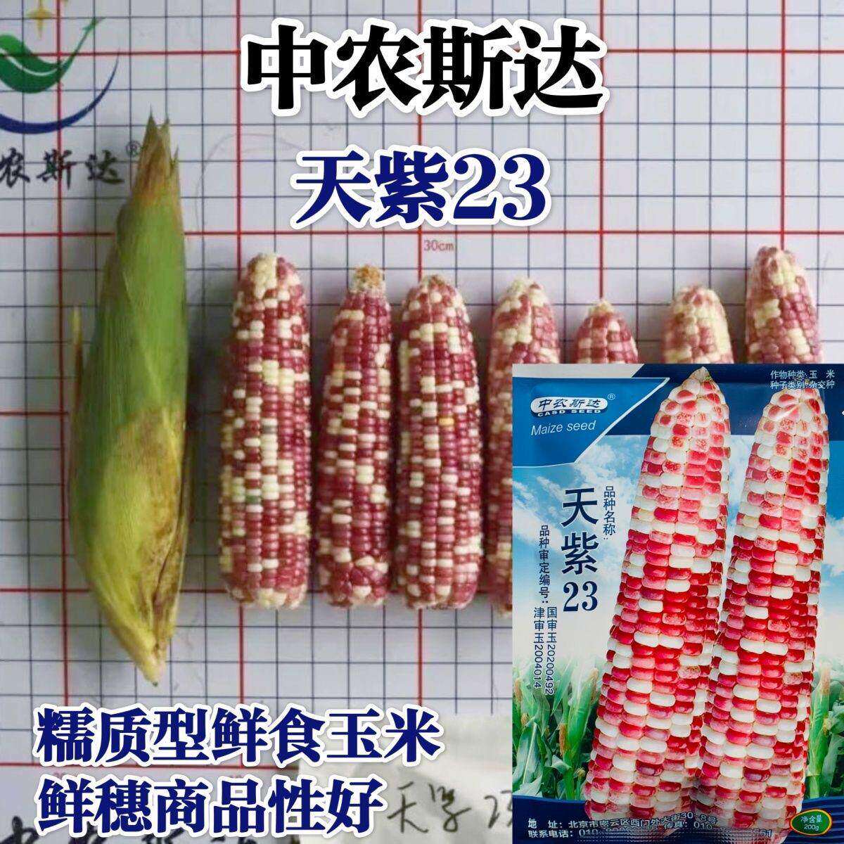 农科院天紫23号彩甜粘糯
