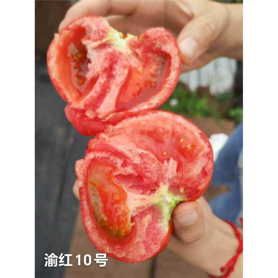 渝红10号番茄种子无限生