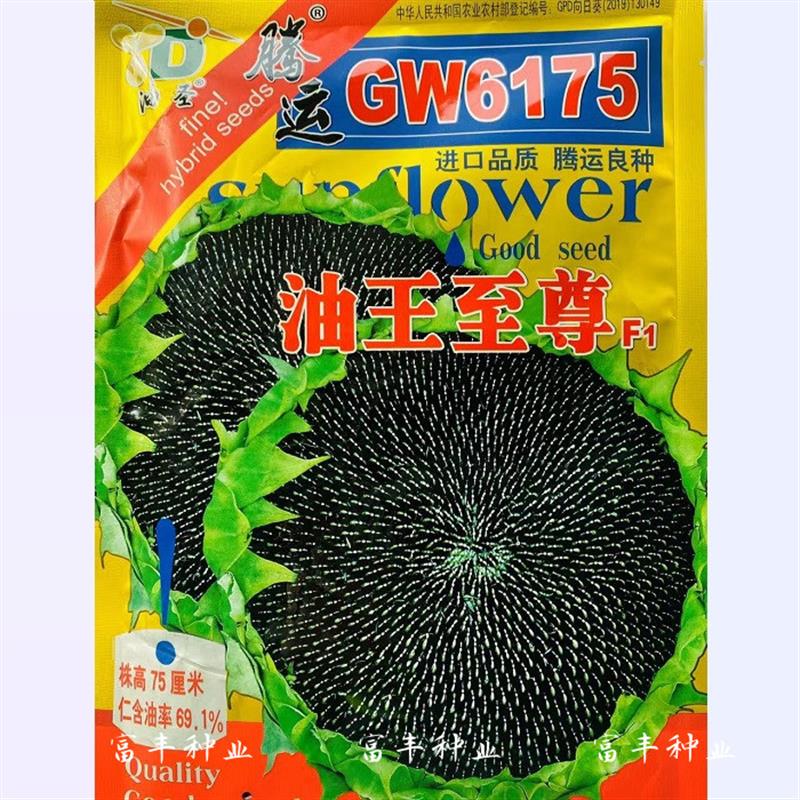 油王至尊油葵种子矮大头 油葵向日葵种子葵花籽 出油高 春夏季播