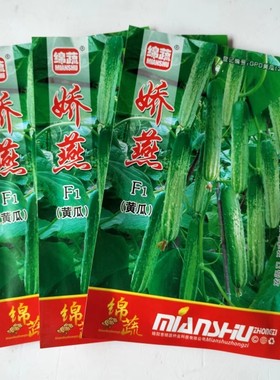 绵蔬娇燕黄瓜种子绿白黄瓜种籽旱黄瓜四川春秋季农家田园蔬菜种孑