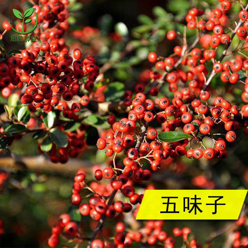 药材种子 五味子种子 玄及会及五梅子山花椒种子壮味五味籽种子