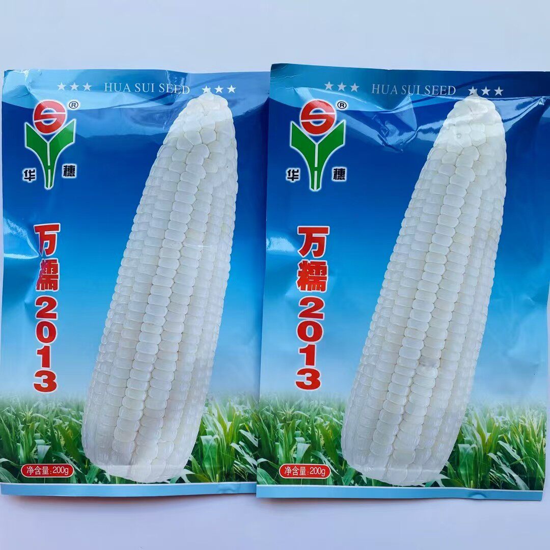 华穗万糯2013玉米种子抗