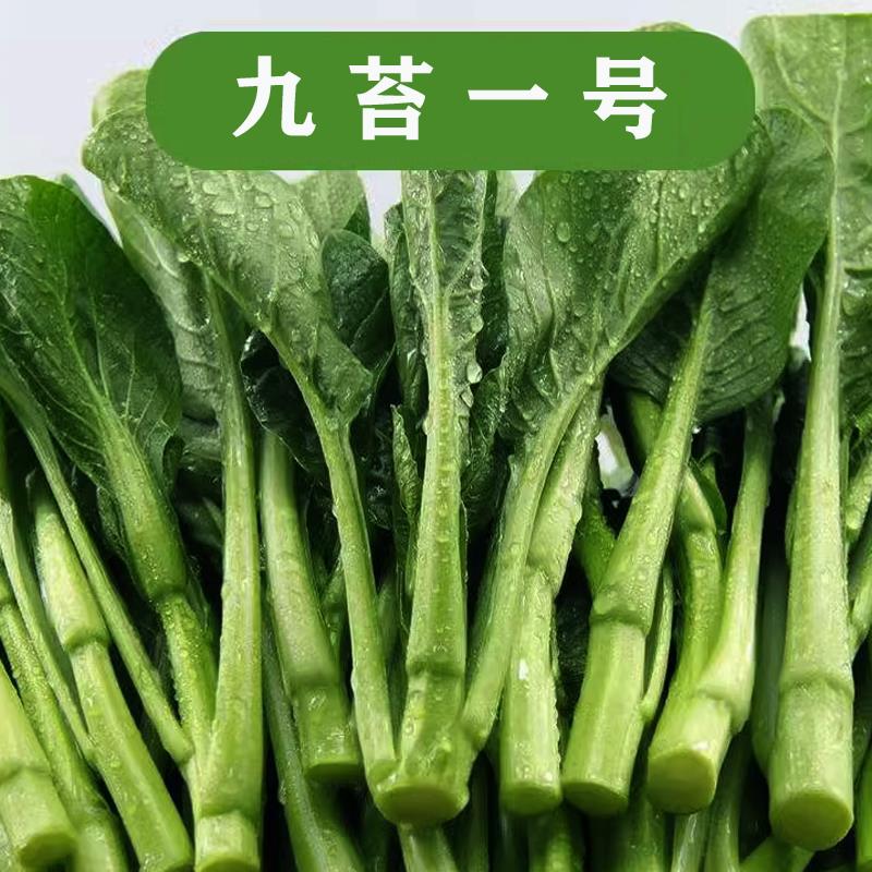 九苔菜心种子四季春秋冬季广东青菜种籽大全农家盆栽蔬菜种孑南方