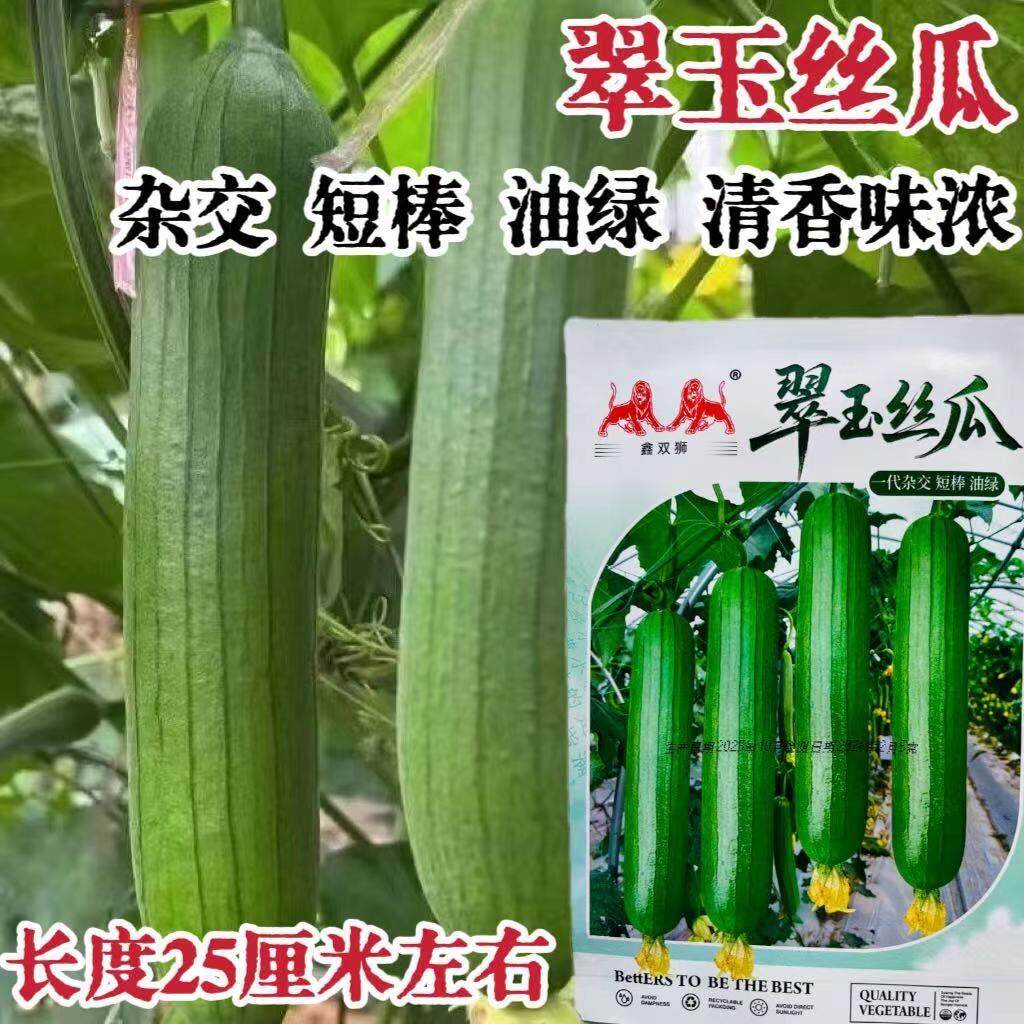 翠玉油皮丝瓜种子早熟蔓生短棒肉丝瓜香丝瓜油亮翠绿种籽四季蔬菜