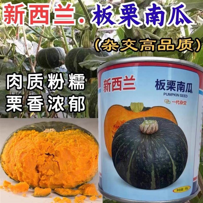 新西兰板栗南瓜种子高产香甜粉糯春秋四季播大田盆栽种植籽种