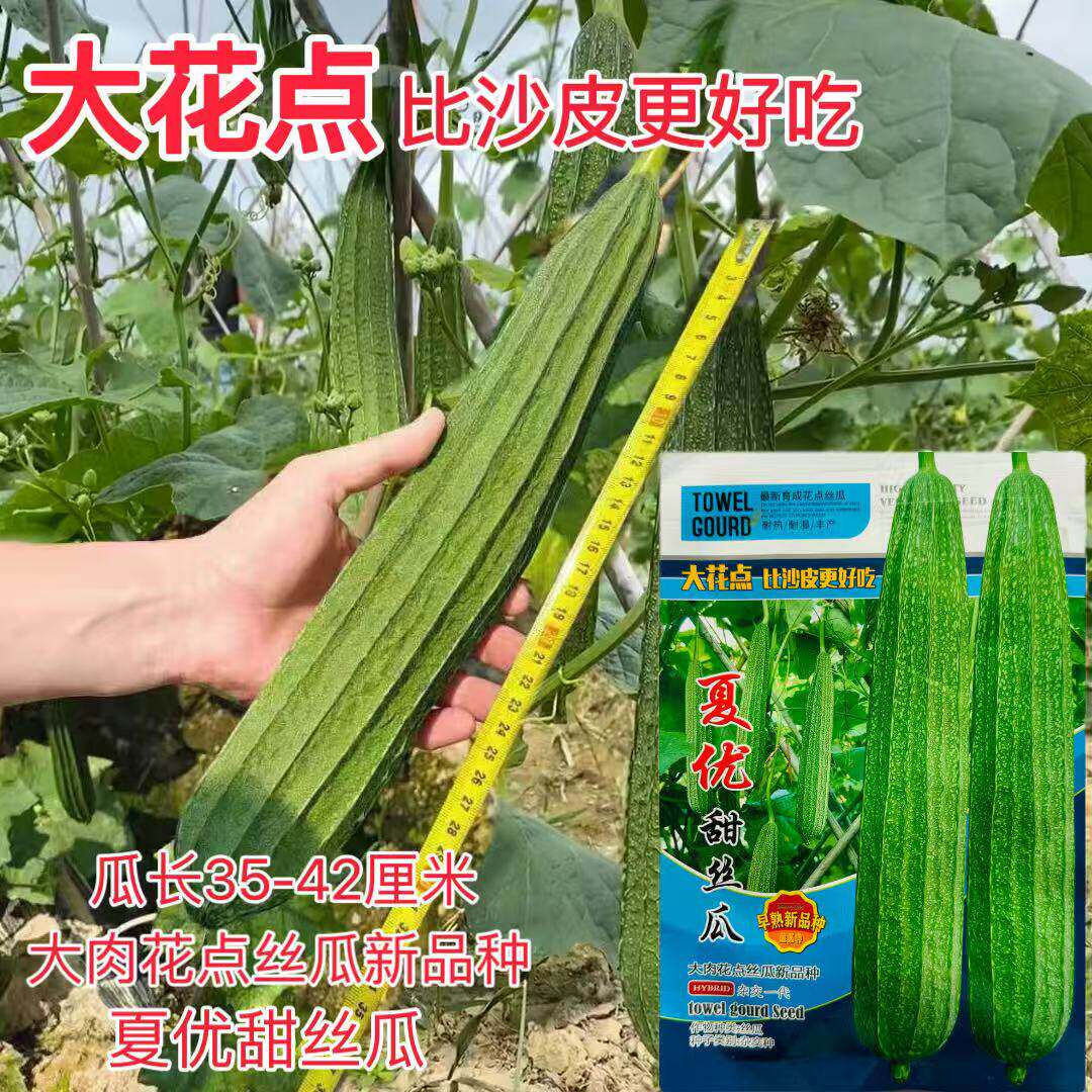 夏优甜丝瓜种子大花点早