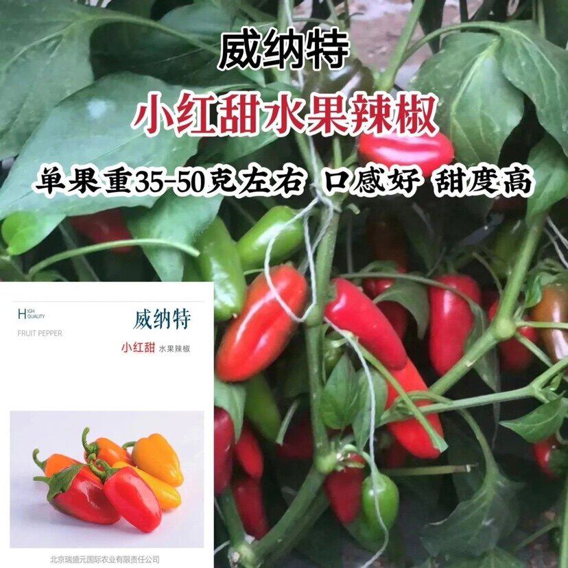 威纳特小红甜水果辣椒种