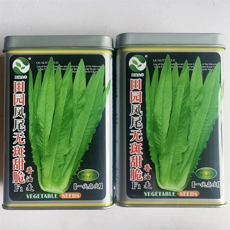田园凤尾甜脆香油麦菜种子色泽淡绿清香四季高产耐热耐寒蔬菜种子