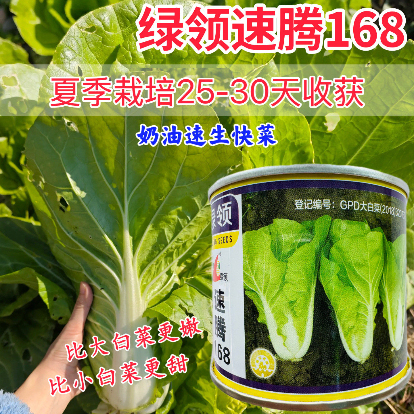 绿领速腾168快菜种子直立