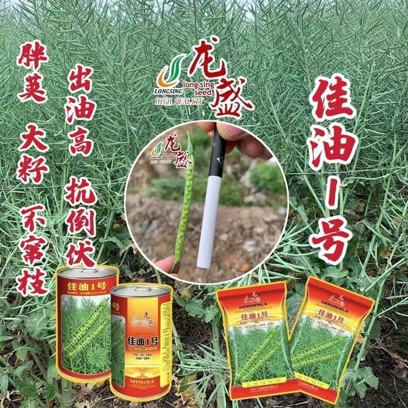 四川油菜种子龙盛佳油1号油菜籽种子胖荚大籽出油率高抗倒伏油香