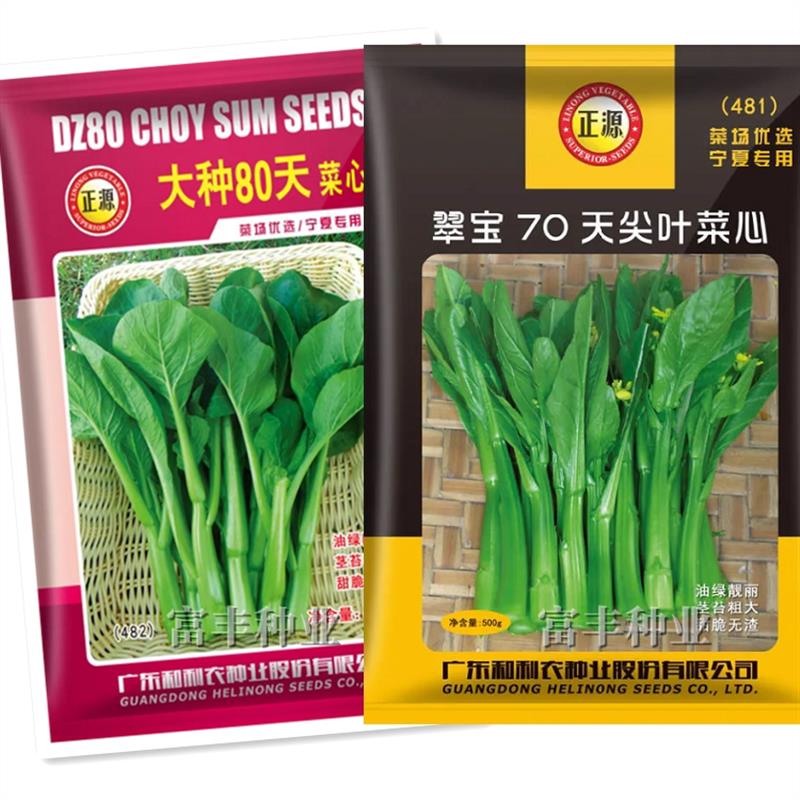 翠宝70天尖叶菜心种子茎苔粗大甜脆无渣油绿菜心广东菜苔蔬菜种孑
