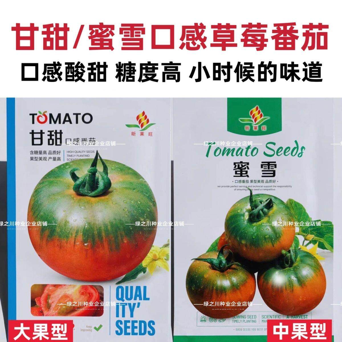 甘甜大果型草莓柿子种籽超甜水果番茄种子中果绿肩口感草莓番茄种
