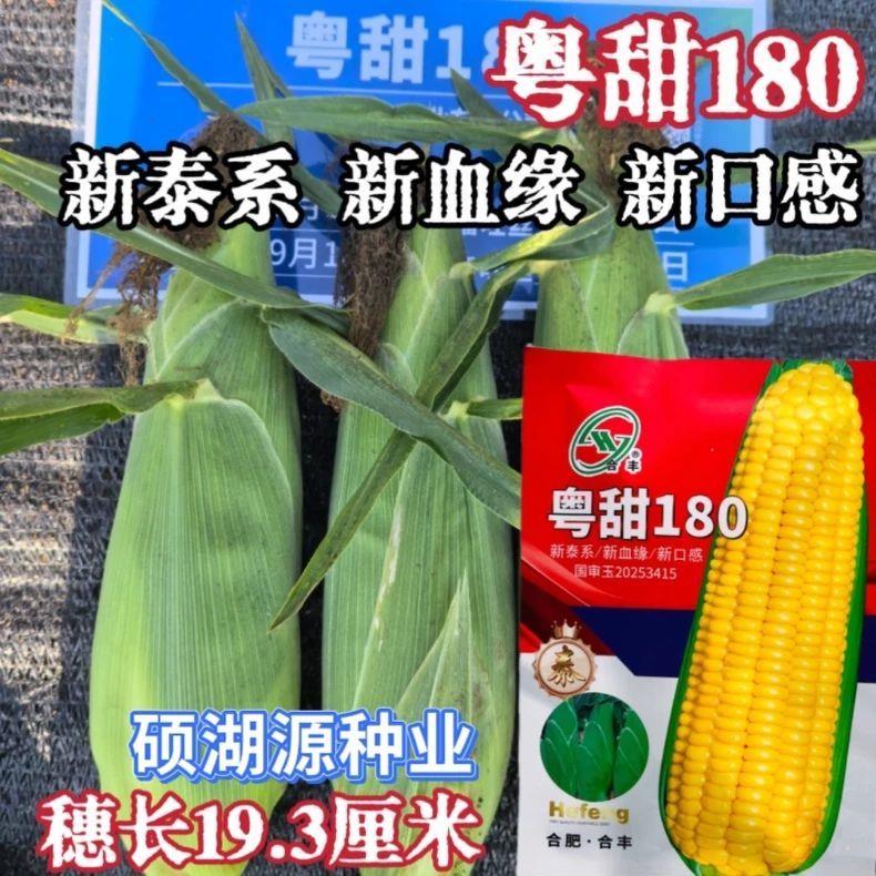 国审粤甜180水果玉米种子口感好甜质大棒高产抗病商品性佳 春季播