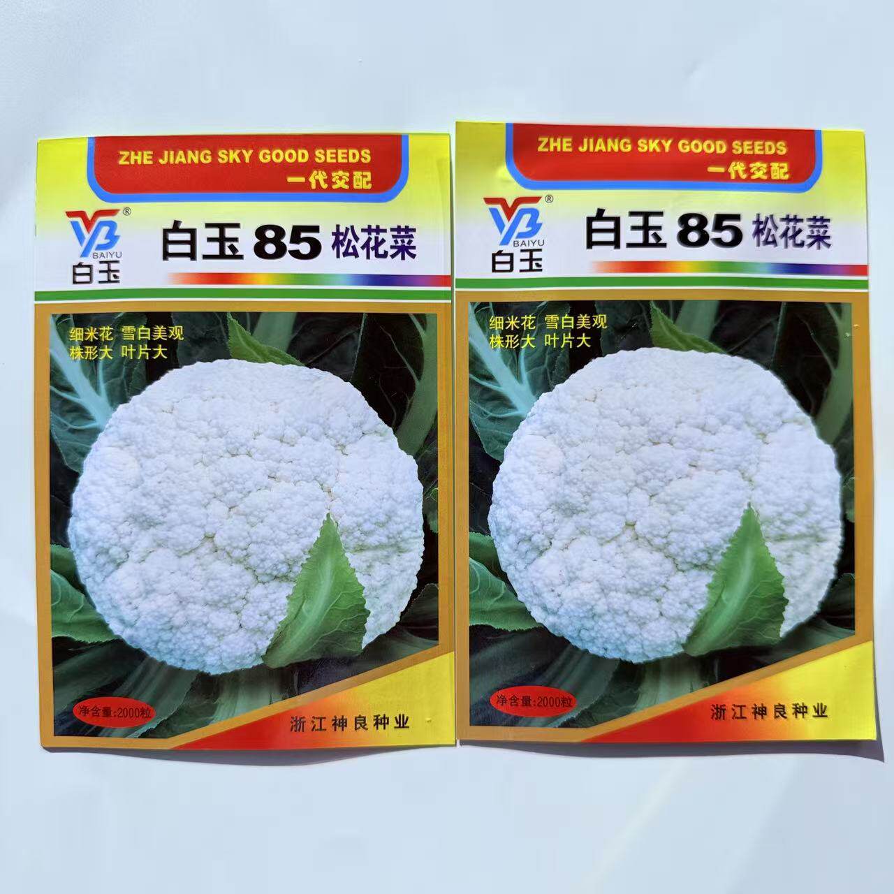 白玉85松花菜种子中熟矮