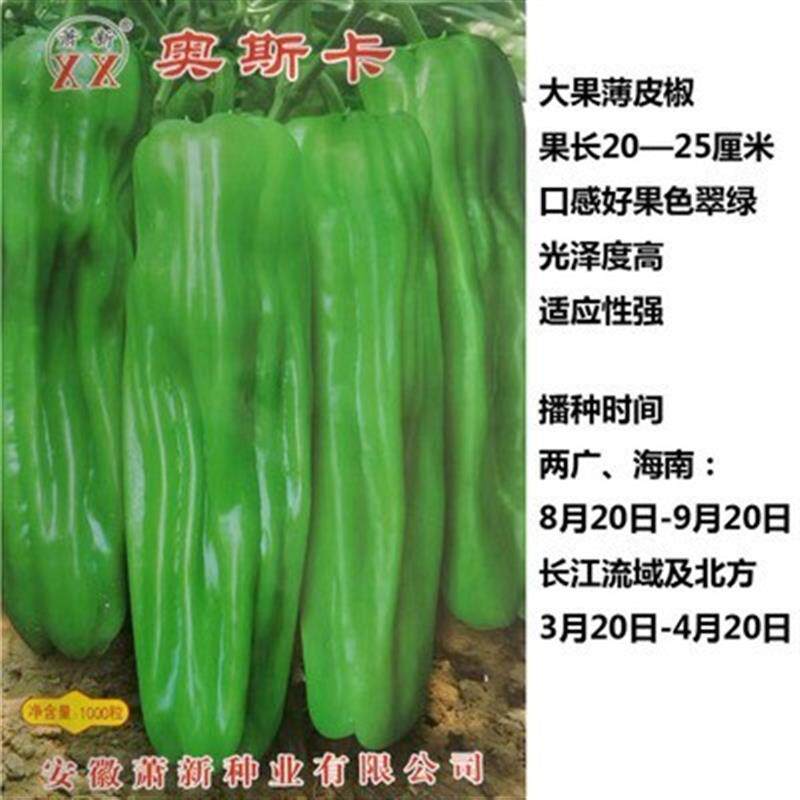 薄皮辣椒种子萧新奥斯卡辣椒肉厚籽少微辣大椒丰产抗病蔬菜种籽孑